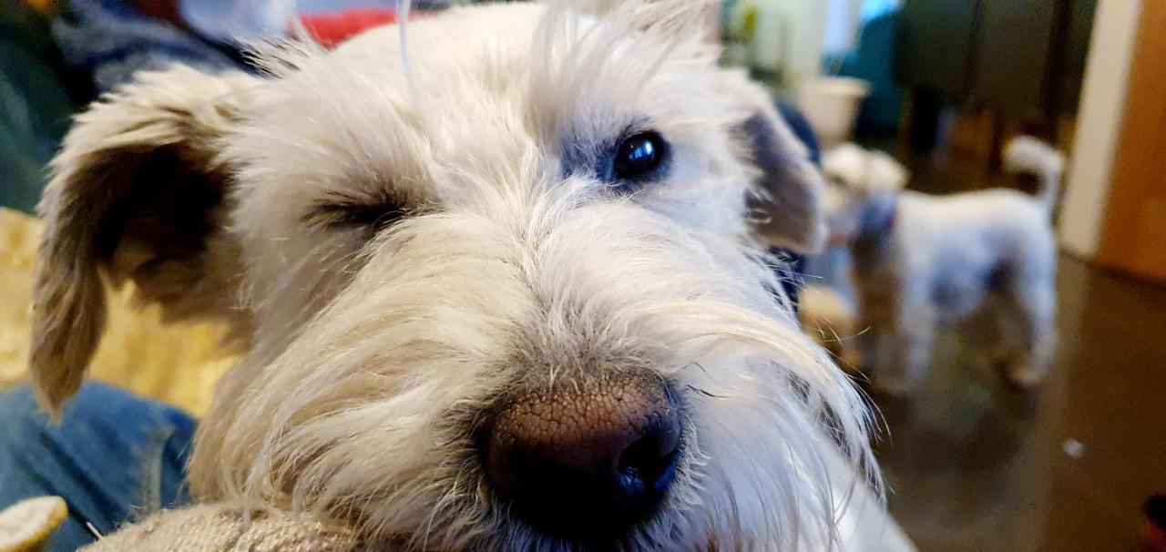 The Sleeping Dog Room At The Grumpy Schnauzer Bnb Huge Room, Luxe Suite, Private Hot Tub, Breakfast, Gym, Games Room, Farm Stay, Amazing Airdrie Zewnętrze zdjęcie