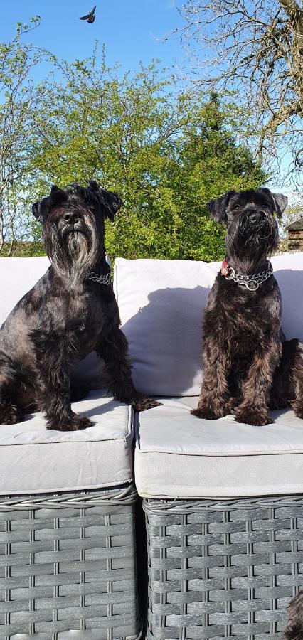 The Sleeping Dog Room At The Grumpy Schnauzer Bnb Huge Room, Luxe Suite, Private Hot Tub, Breakfast, Gym, Games Room, Farm Stay, Amazing Airdrie Zewnętrze zdjęcie